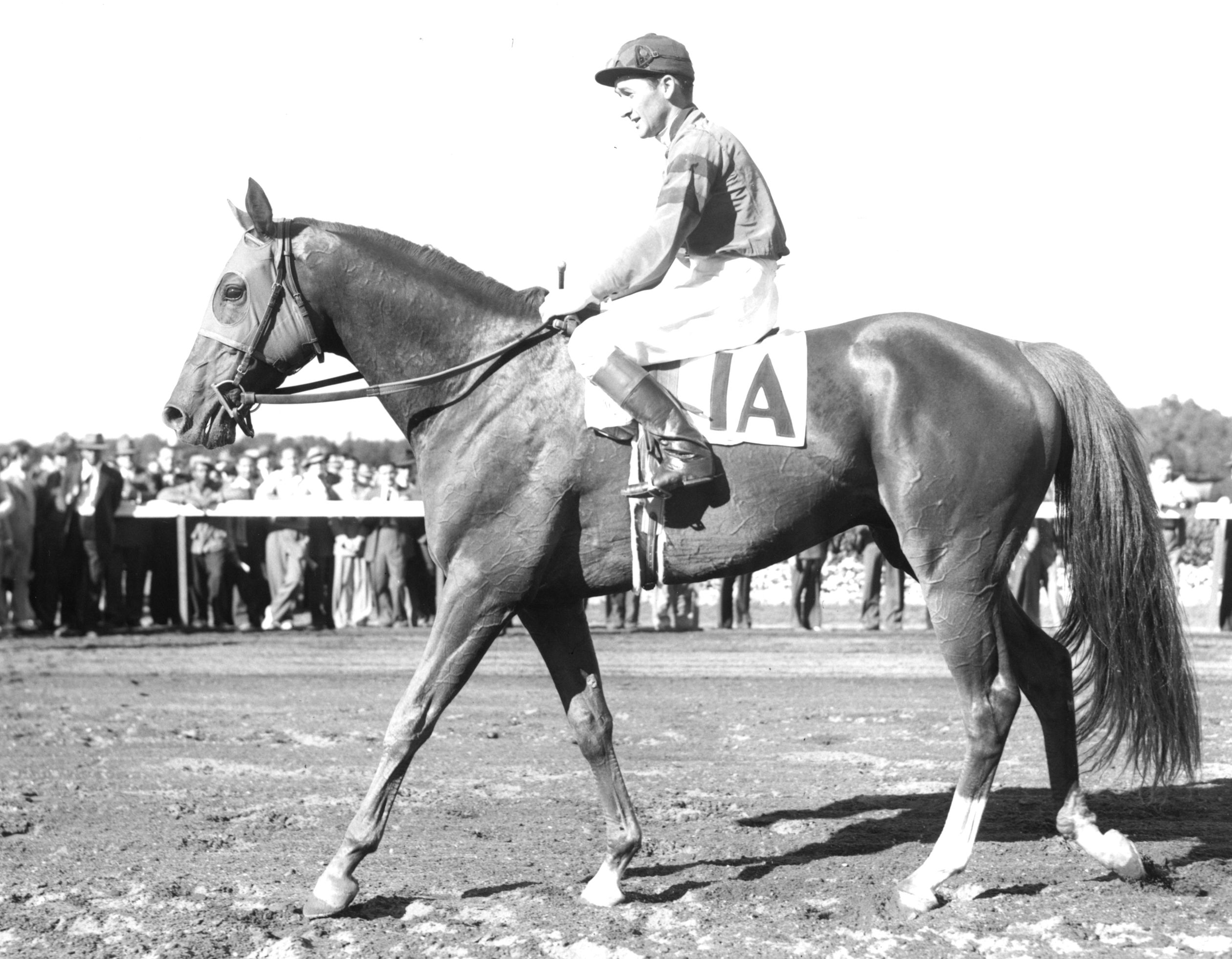 Whirlaway with jockey Alfred Robertson up in 1941 (Museum Collection)