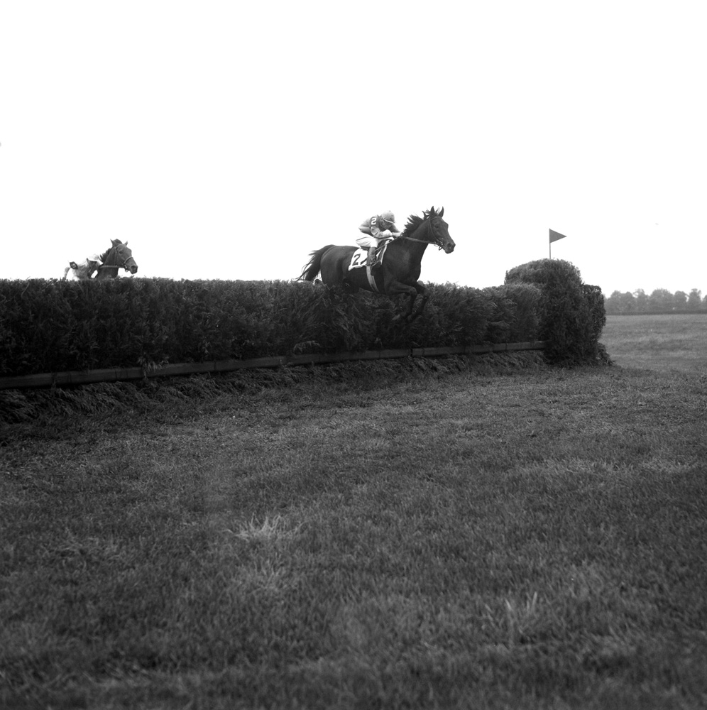Frank Dooley Adams and Oedipus clearing a jump in the 1950 Brook Steeplechase Handicap at Belmont Park (Keeneland Library Morgan Collection/Museum Collection)