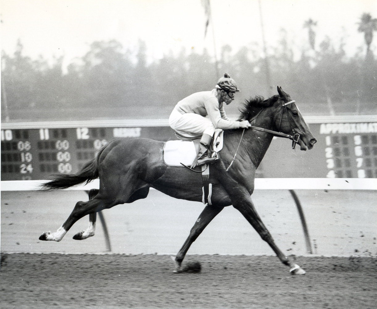 Bill Boland and Silver Spoon during morning workouts at Hollywood Park (Museum Collection)