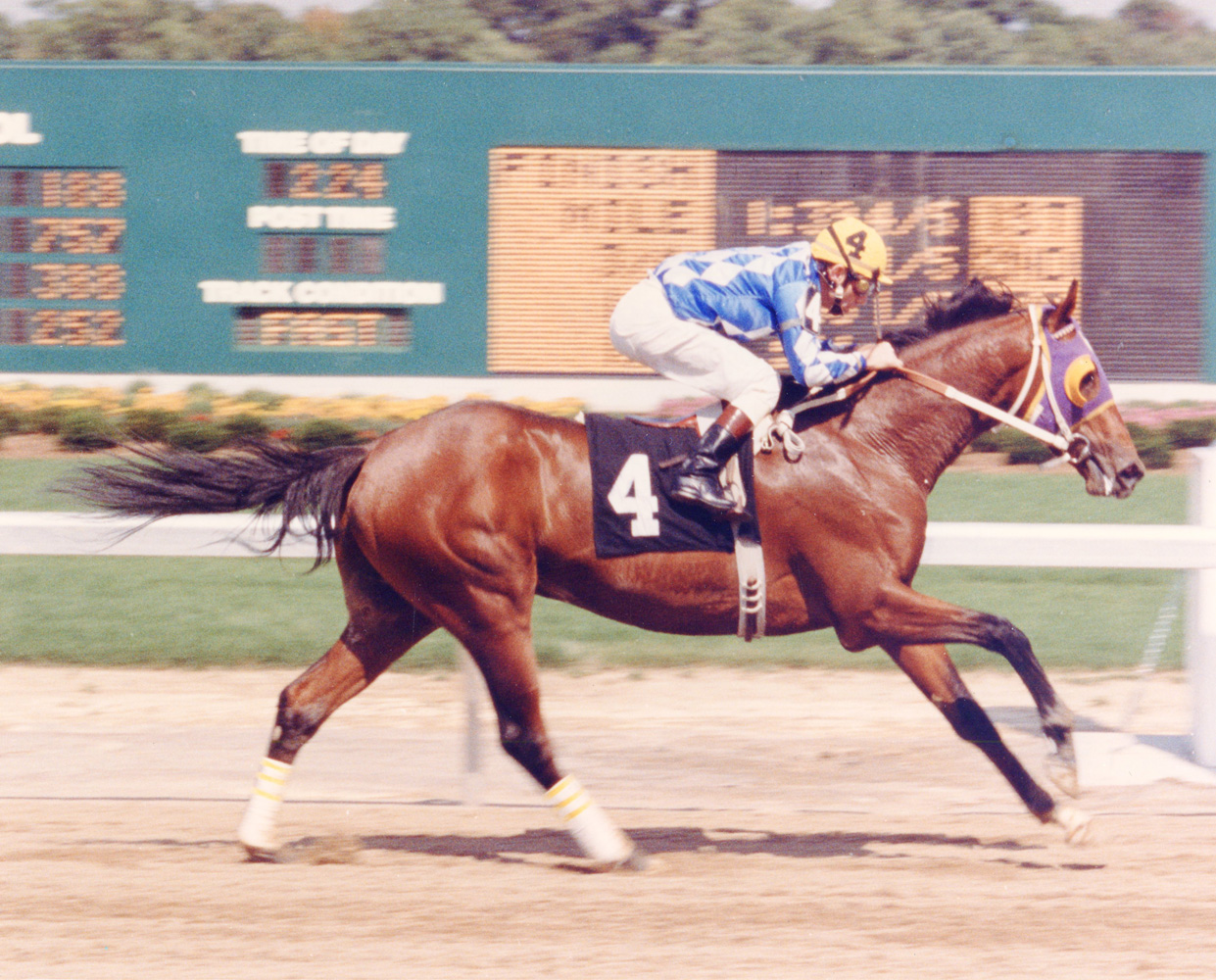Don Brumfield and Alysheba winning a Maiden Special Weight event at Turfway Park in September 1986 (Lang Photos/Museum Collection)