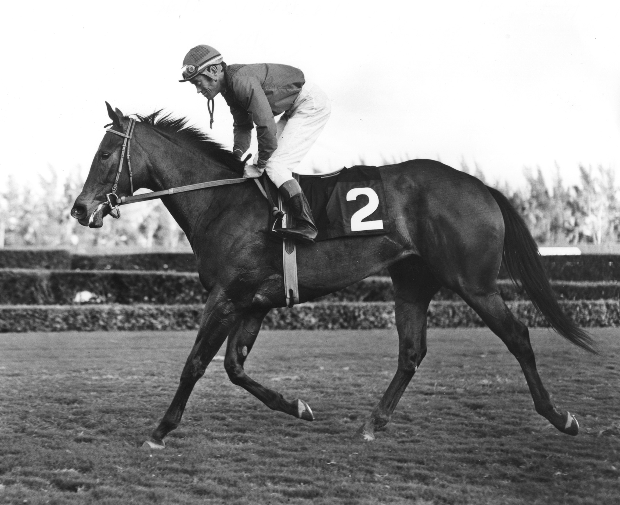 John Rotz and Ta Wee in the 1969 Jasmine Stakes at Hialeah Park (Jim Raftery Turfotos/Museum Collection)